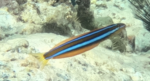 Plagiotremus ewaensis observed 2025-09-08