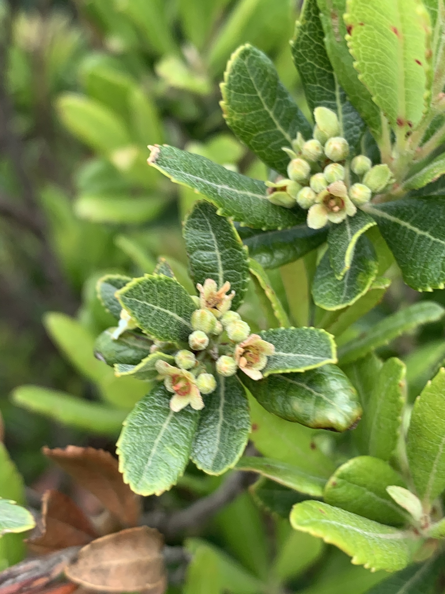Gerrardinaceae