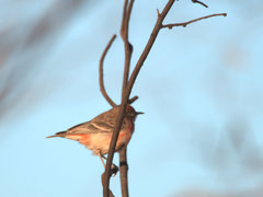 Epthianura tricolor