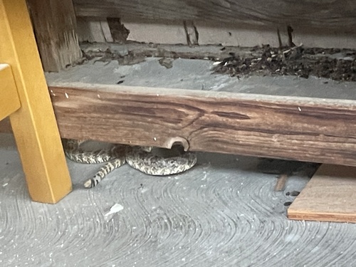 iNaturalist observation photo of Southwestern Speckled Rattlesnake
