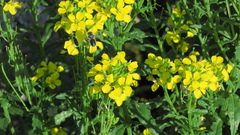 Erysimum odoratum