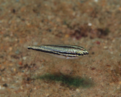 Scaevius milii