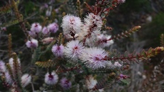 Melaleuca gibbosa