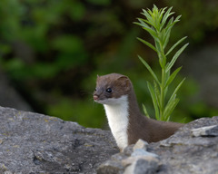 Mustela