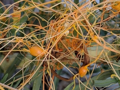 Cuscuta exaltata