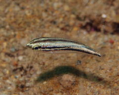 Scaevius milii