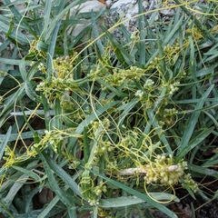 Cuscuta exaltata
