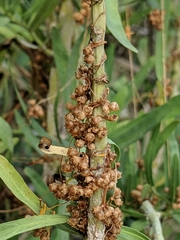 Cuscuta exaltata