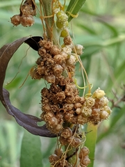 Cuscuta exaltata