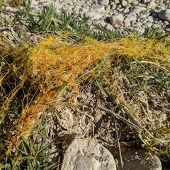Cuscuta exaltata