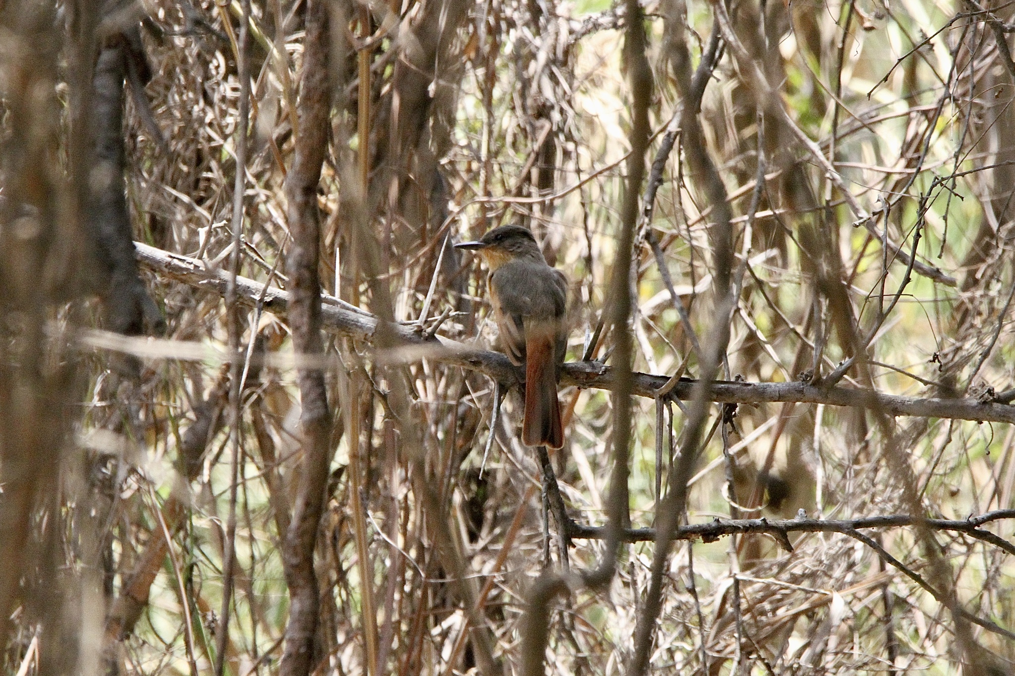 Rufous Flycatcher (Myiarchus semirufus), photo 9
