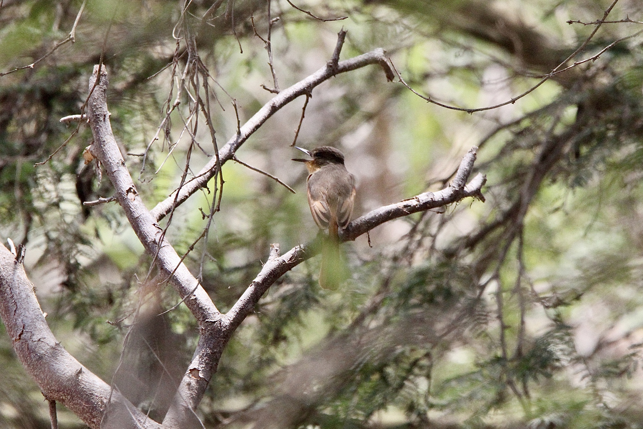 Rufous Flycatcher (Myiarchus semirufus), photo 10