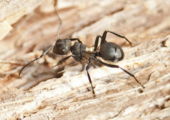 Polyrhachis machaon