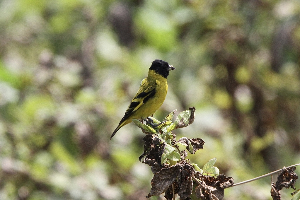 Andean Hooded Siskin [paulus]