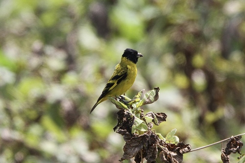 Andean Hooded Siskin [paulus]