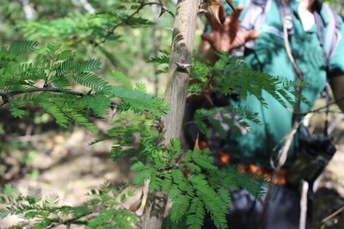 Image of Vachellia collinsii by no rights reserved