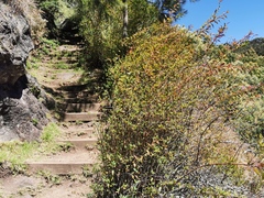 Spiraea × vanhouttei