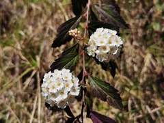 Spiraea × vanhouttei