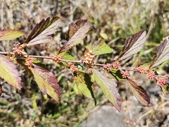 Spiraea × vanhouttei