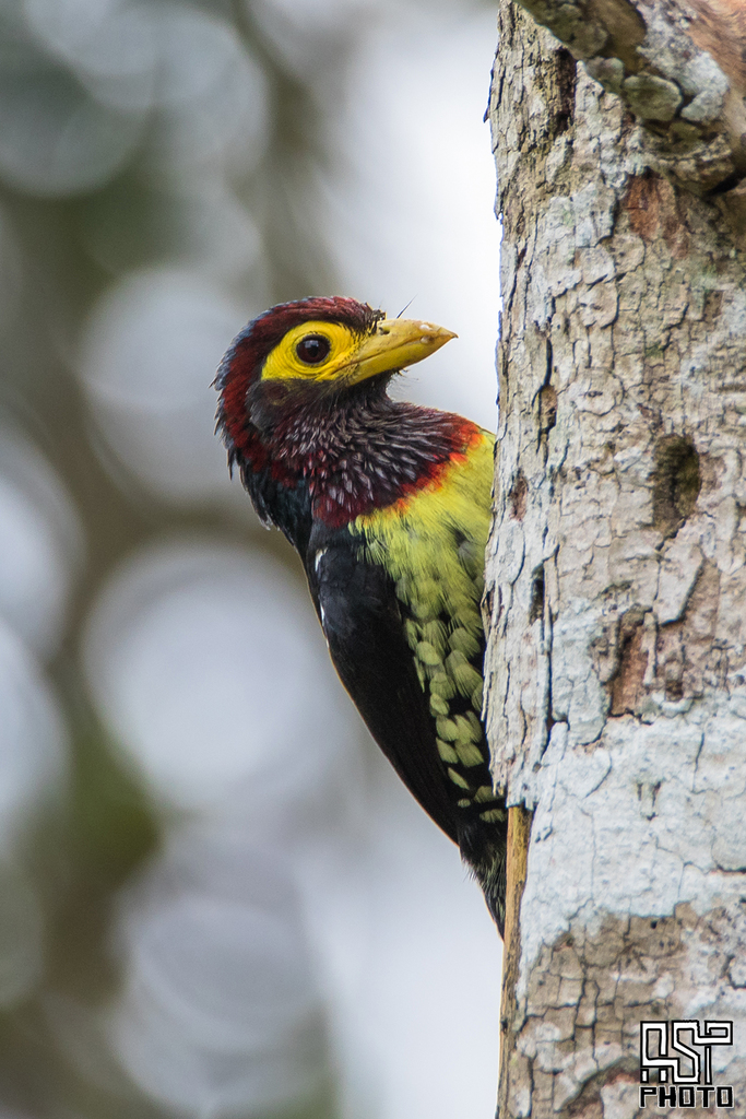 Eastern Yellow-billed Barbet (Trachylaemus purpuratus) photo