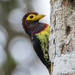 Yellow-billed Barbet - Photo (c) Janne Asp, some rights reserved (CC BY-NC-ND), uploaded by Janne Asp