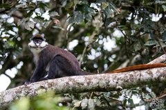 Cercopithecus ascanius schmidti