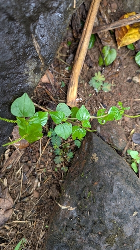 Peperomia pellucida observed 2025-09-06