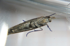 Plutellidae