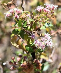 Ageratina pentlandiana