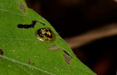 Cassida diomma