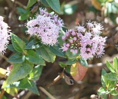 Ageratina pentlandiana