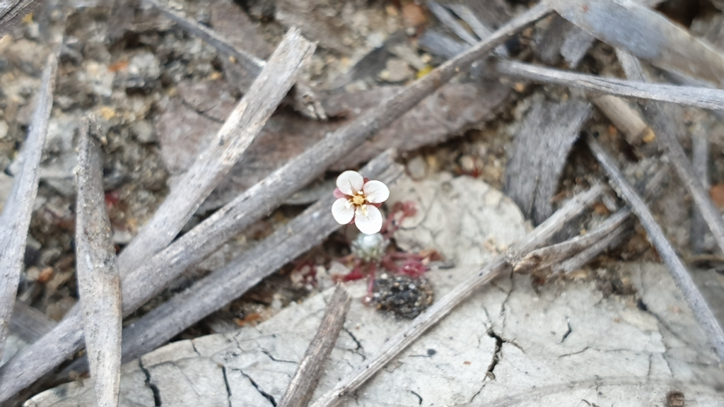 Drosera pygmaea (Drosera pygmaea)