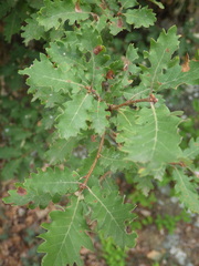 Quercus × cerrioides, photograph (c) Pere Barnola, some rights reserved (CC BY-SA)