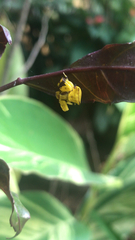 Misumenoides formosipes