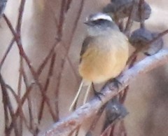 Ochthoeca oenanthoides