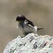 Andean Swallow - Photo (c) Luca Boscain, some rights reserved (CC BY-NC), uploaded by Luca Boscain