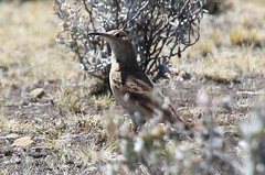 Geositta tenuirostris