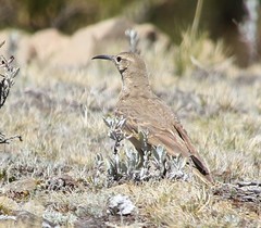 Geositta tenuirostris