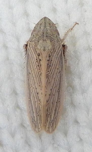 Prairiana latens