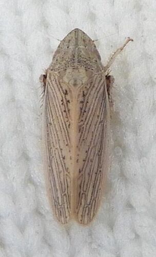 Prairiana latens