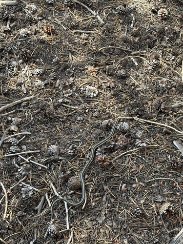 iNaturalist observation photo of Western Terrestrial Garter Snake