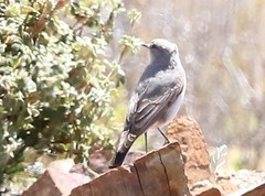 Muscisaxicola cinereus