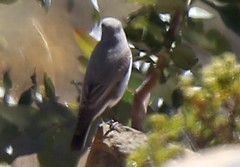Muscisaxicola cinereus
