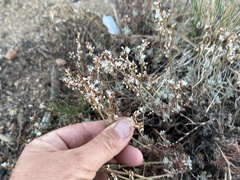 Eriogonum wrightii var. wrightii - Calflora