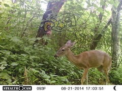 Odocoileus virginianus sinaloae