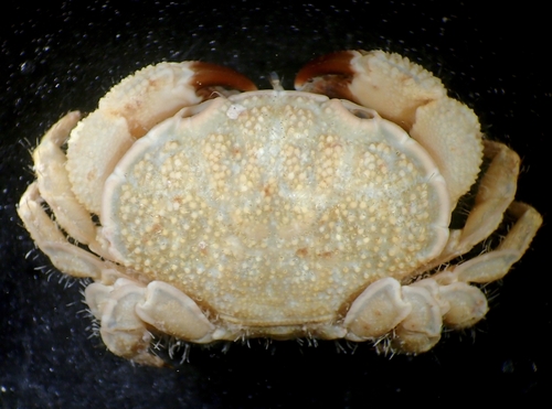Platypodia pseudogranulosa observed 2022-08-19