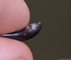 Afrotyphlops fornasinii