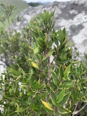 Tricalysia capensis galpinii