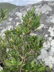 Tricalysia capensis galpinii