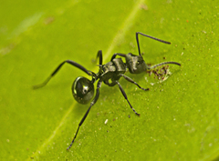 Polyrhachis clio